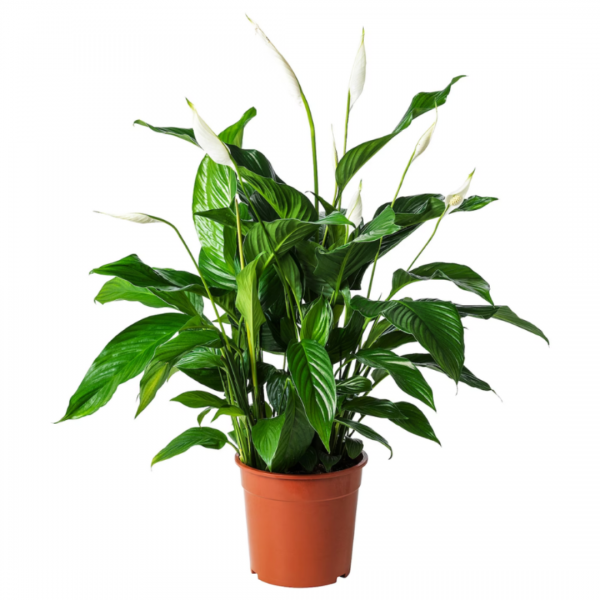 Spathiphyllum Barış çiçeği